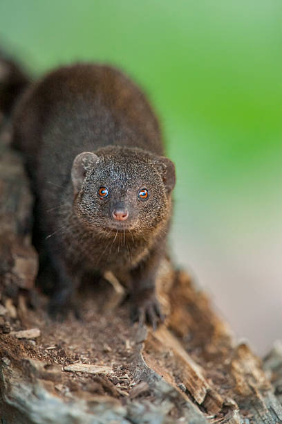 istock Dwarf mongoose (Helogale parvula), Kruger National Park, South Africa. 2226659137