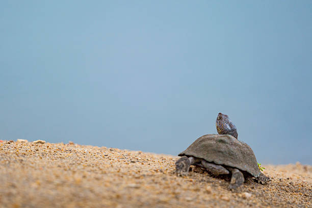 istock Serrated hinged terrapin (Pelusios sinuatus), Kruger Park, South Africa 2226659305