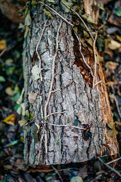 A vertical close-up of rugged tree bark covered with thin ivy vines and autumn leaves. The image highlights the raw textures and earthy tones of the woodland environment.