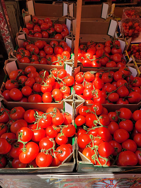 Fresh Tomatoes on the Vine Displayed in Market Crates