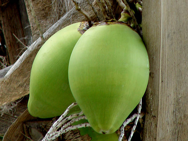 Cocos nucifera or green Coconut image
