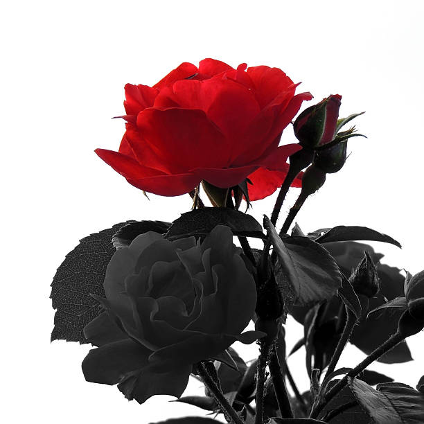Blooming Red Rose with Metaphoric Black Roses Around It Isolated On White
