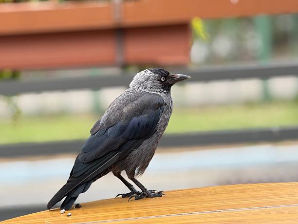istock Urban Western jackdaw 2226662565