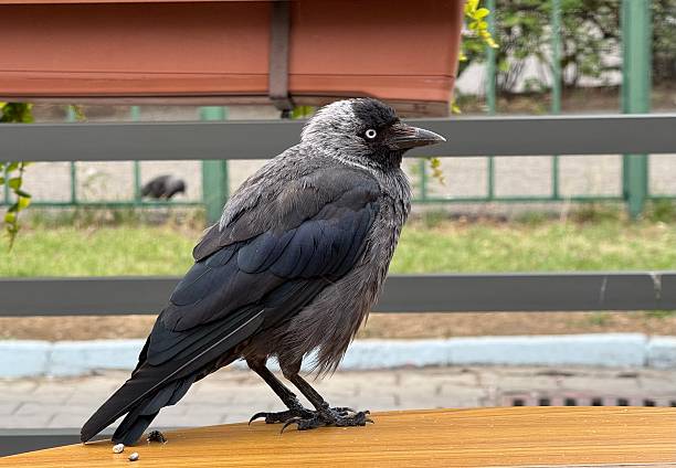 istock Urban Western jackdaw 2226662567