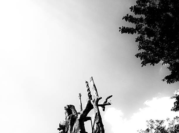 Silhouette of a dry bare tree and branches, isolated on white background