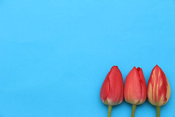 Three vibrant red tulips arranged on a bright blue background, showcasing their delicate petals and natural beauty, creating a striking visual contrast and cheerful ambiance