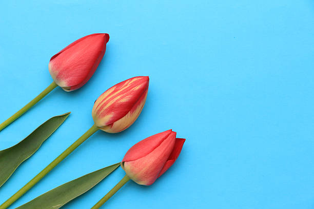 istock Three vibrant red tulips with green leaves arranged on a bright blue background, showcasing the beauty of nature and floral design in a minimalist composition 2226664494
