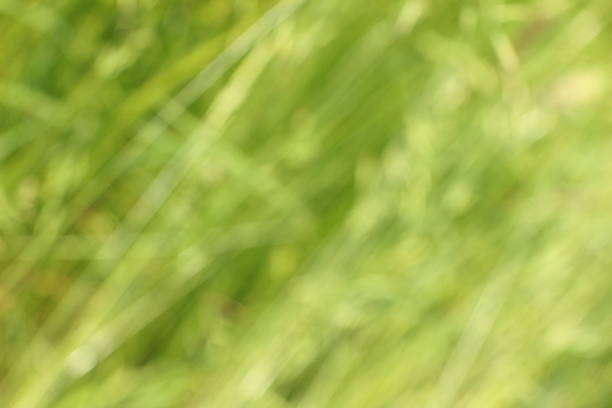 Softly blurred green grass background creates a peaceful ambiance, perfect for nature-related projects and designs that require a calming visual element