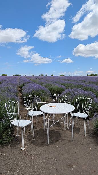 istock Enjoy a charming outdoor table in lavender fields under a blue sky, perfect for relaxation 2226665615