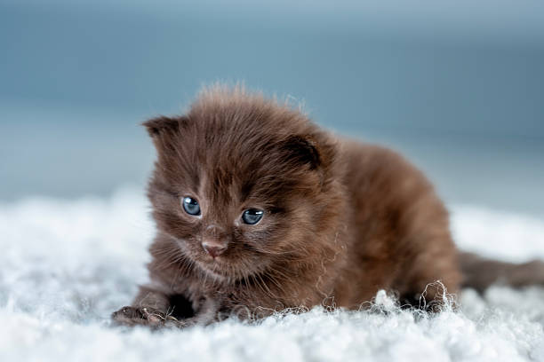 Charming image of a small fluffy brown kitten with clear blue eyes, sitting on a soft white carpet. The serene background enhances the kitten's calm and cozy setting.