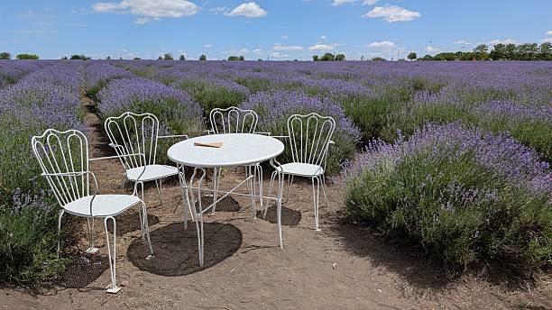 istock A Charming and Inviting Table Set in a Beautiful Lavender Field Beneath a Clear Blue Sky 2226667739
