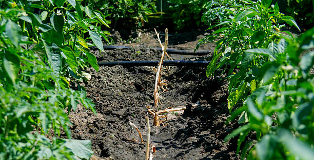 istock Peppers and onions in the same bed - drip irrigation of vegetable crops. 2226667790