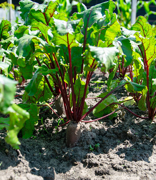 istock Rows of young table beets with stems - home vegetable garden. 2226667794