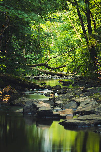 istock Peaceful woodland creek flowing through lush greenery. 2226667979