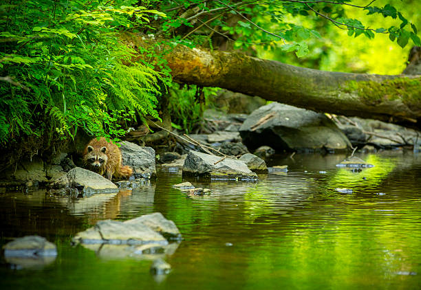 Young raccoon walking under lush foliage in a gentle stream.
