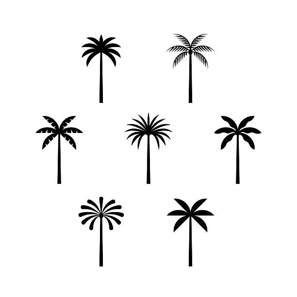 ilustraciones, imágenes clip art, dibujos animados e iconos de stock de conjunto de iconos de árbol de palma - palmera cocotera