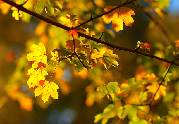 Colorful autumn leaves on a beautiful sunny day in the forest.