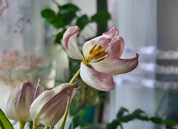 A dried pink tulip on the windowsill.