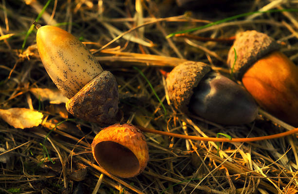 istock Acorns on the ground in autumn 2226669124