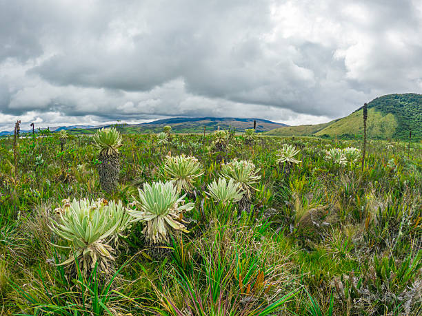 istock Lush Landscape at Cumbal Lagoon 2226669926