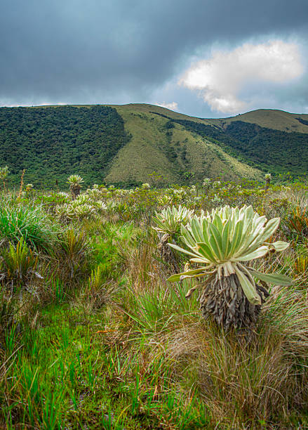 istock Laguna del Cumbal Landscape 2226670305