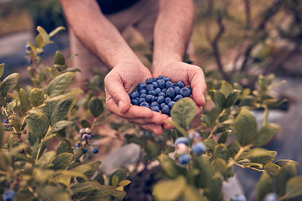 istock Farmer holding fresh blueberries on a farm. 2226671220