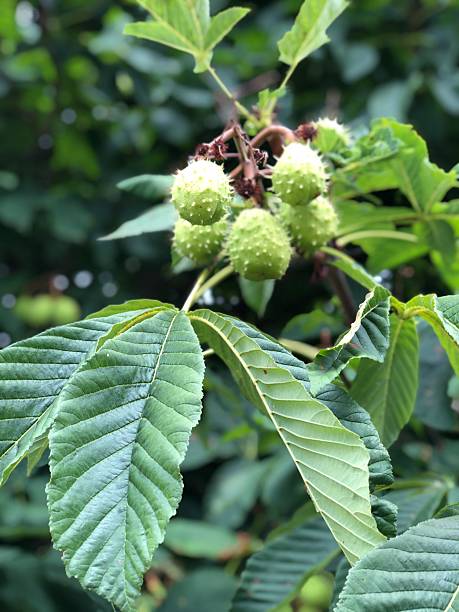 istock Spiky fruit of a Horse Chestnut tree 2226671453