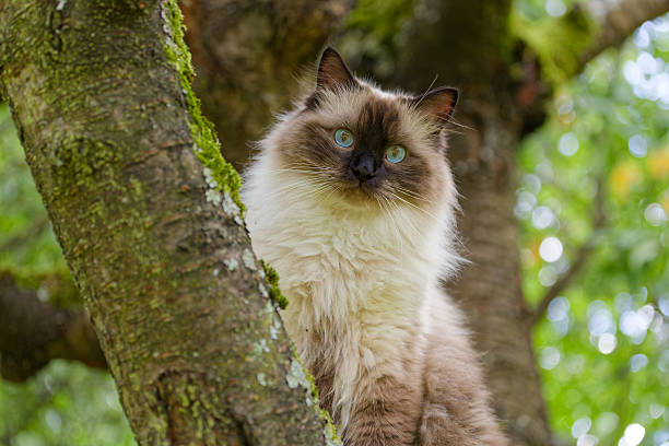 istock big cat (ragdoll) sitting on a branch 2226673092