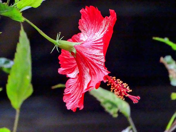 istock THE REAR VIEW RED HIBISCUS ROSA SINENSIS BLOSSOM 2226673116