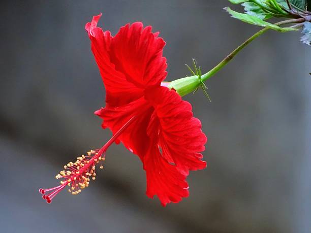 istock THE TROPICAL  HIBISCUS FLOWER 2226673124
