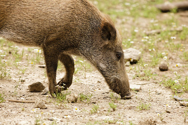 wild boar in natural habitat