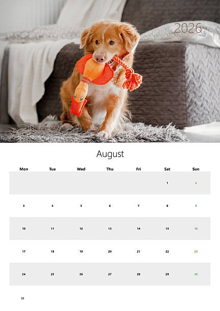 istock Printable 2026 Flip Calendar A3 Format For August 2226673646