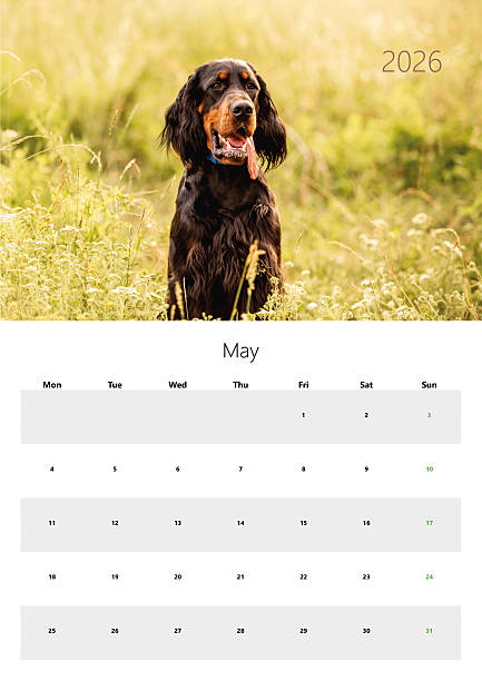 istock Printable A3 Wall Calendar For May 2026 2226673892