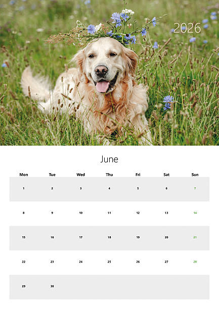 istock Printable 2026 Flip Calendar A3 Format - June 2226674052