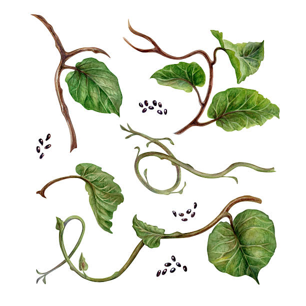 istock Realistic curved plant branches with green leaves, black seeds. Watercolor hand drawn botanical clipart of tropical kiwi branches for natural design jams, healthy food, textile, wrapping paper. 2226674231