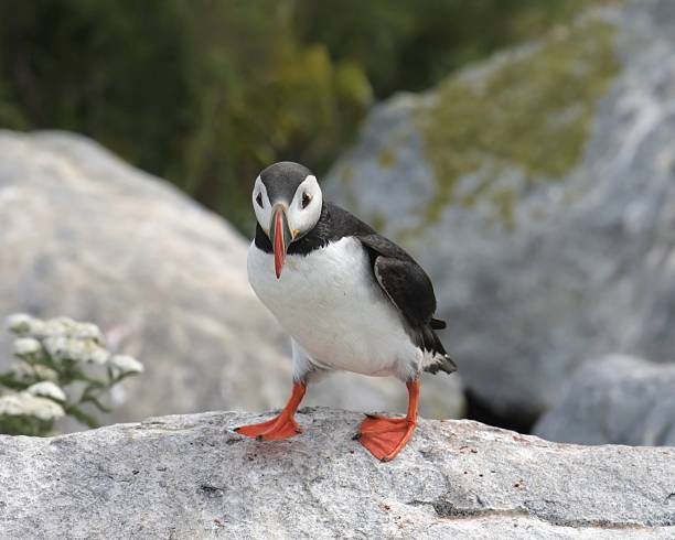 istock Atlantic Puffin (fratercula Arctica) looking straight at the camera 2226674967