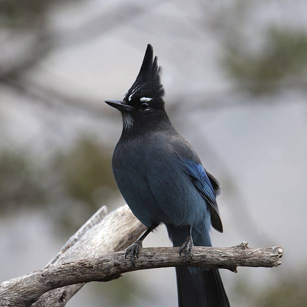 istock Closeup of a Steller's Jay (cyanocitta stelleri) 2226674979
