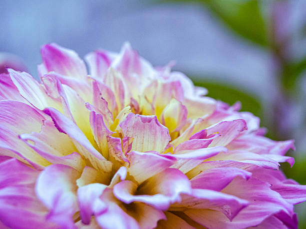Dahlia