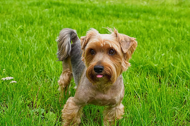 istock Dog. Yorkshire terrier. A charming, smiling, thoroughbred dog. Pets. 2226676515