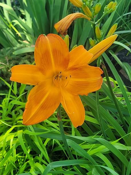 istock Orange Tiger Lily Flower 2226676568
