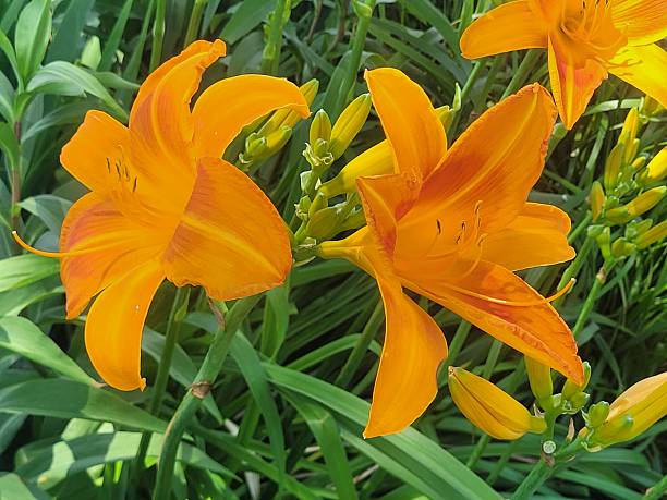 istock Orange Tiger Lily Flowers in Grass 2226676571