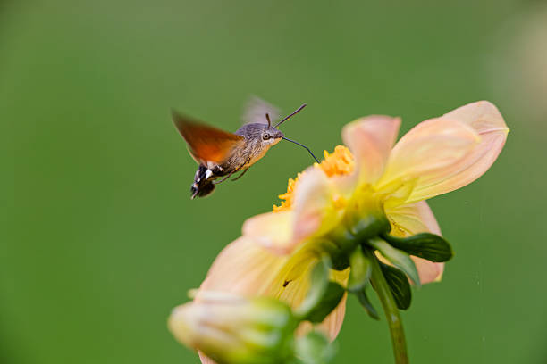 hummingbird hawk moth collects pollen from a flower