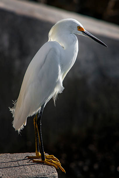 istock Snowy Egret Standing on Concrete Structure with Contrast Between Bird and Background 2226678332