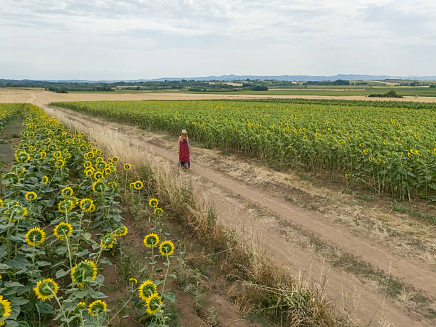 istock Summer in countryside 2226679273