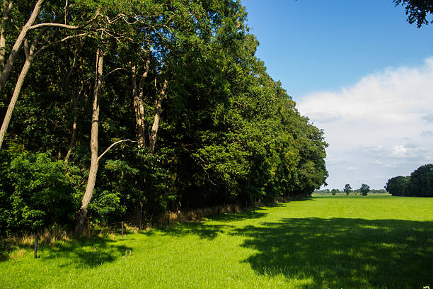 Meadow near the forest in Zelhem in the Achterhoek
