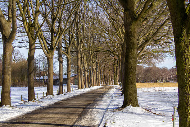 Outdoor landscape. Frozen trees.