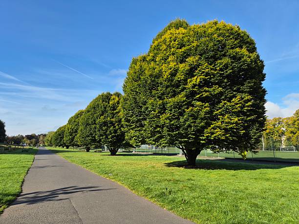 istock Treelined pathway, Glasgow, Scotland 2226680041