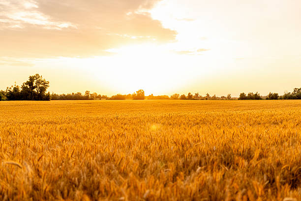 istock Golden cereal field in countryside during sunset 2226680979
