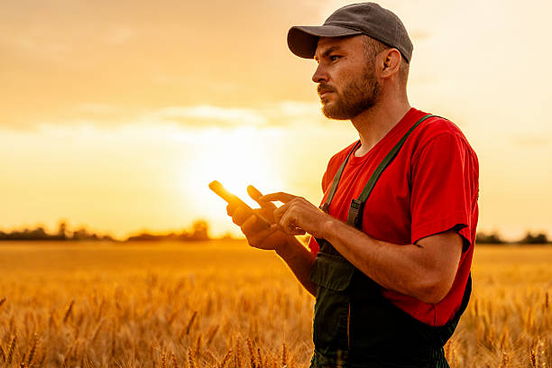 istock Modern male farmer standing in grain field and using mobile phone at sunset. 2226681024