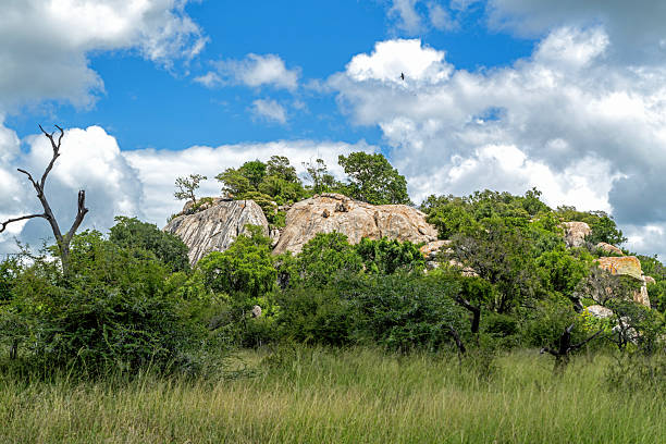 Landscape in Kruger National Park in South Africa in the green season